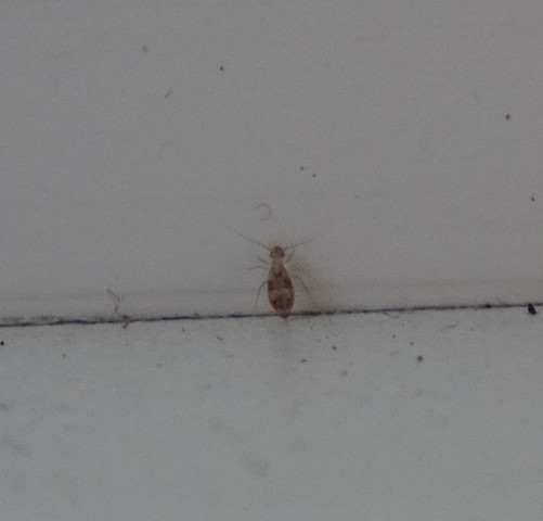 Insekt - (Insekten, Zimmerpflanzen, Springschwänze)