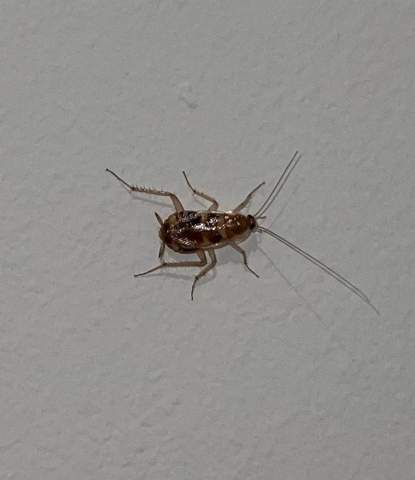 Was ist das für ein Käfer & ist er schädlich?