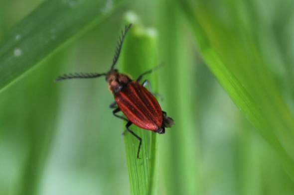 Was Ist Das Fur Ein Kafer Insekten