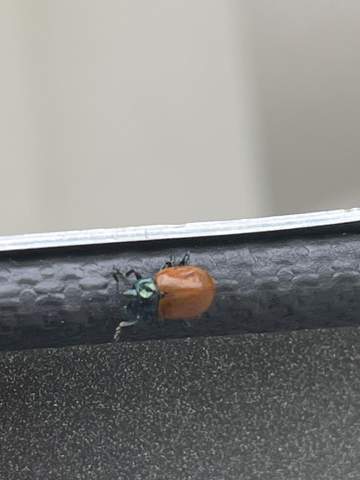 Was ist das für ein Käfer?