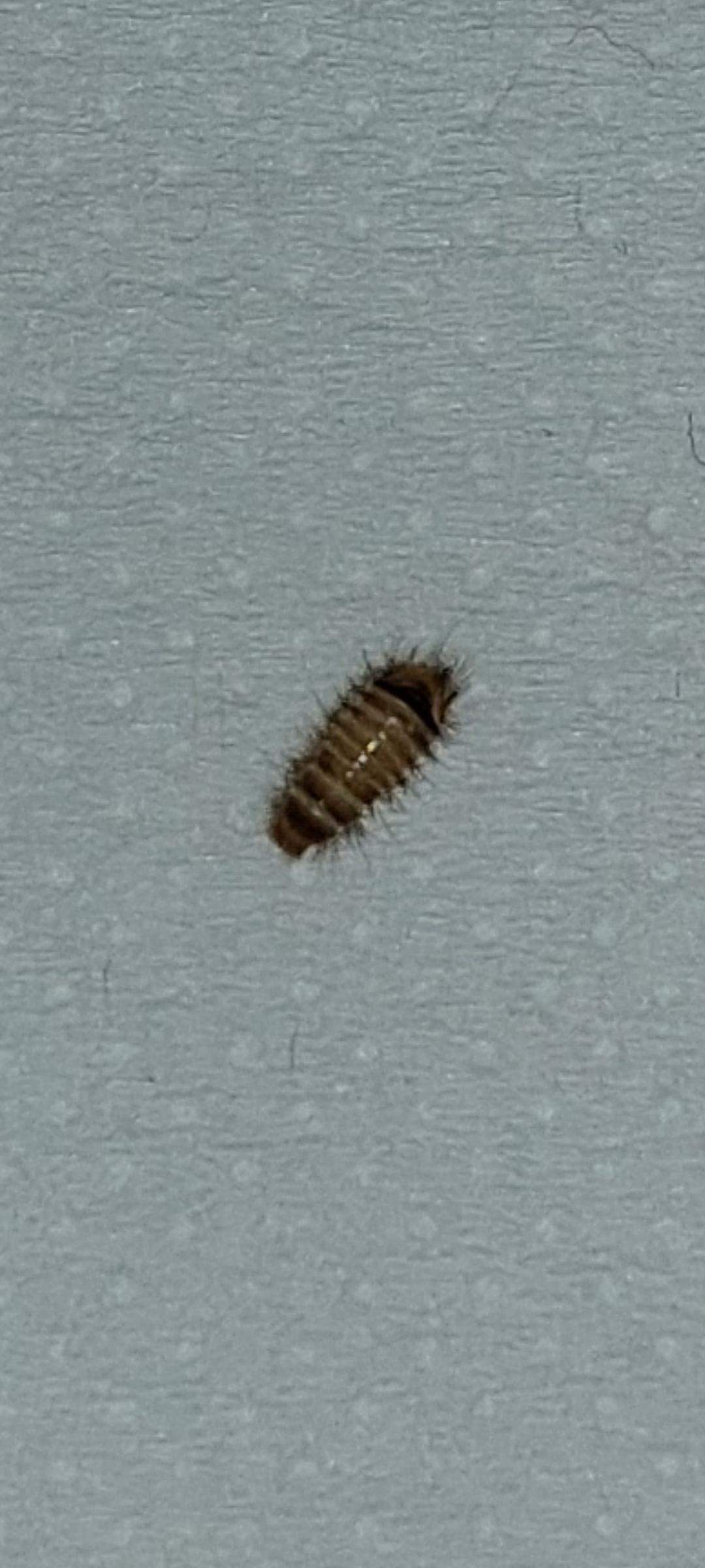 Was ist das für ein Käfer? (Ungeziefer, Bettwanzen, Speckkäfer)