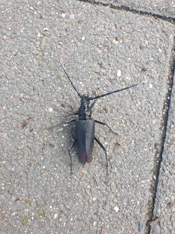 Was ist das für ein Käfer?