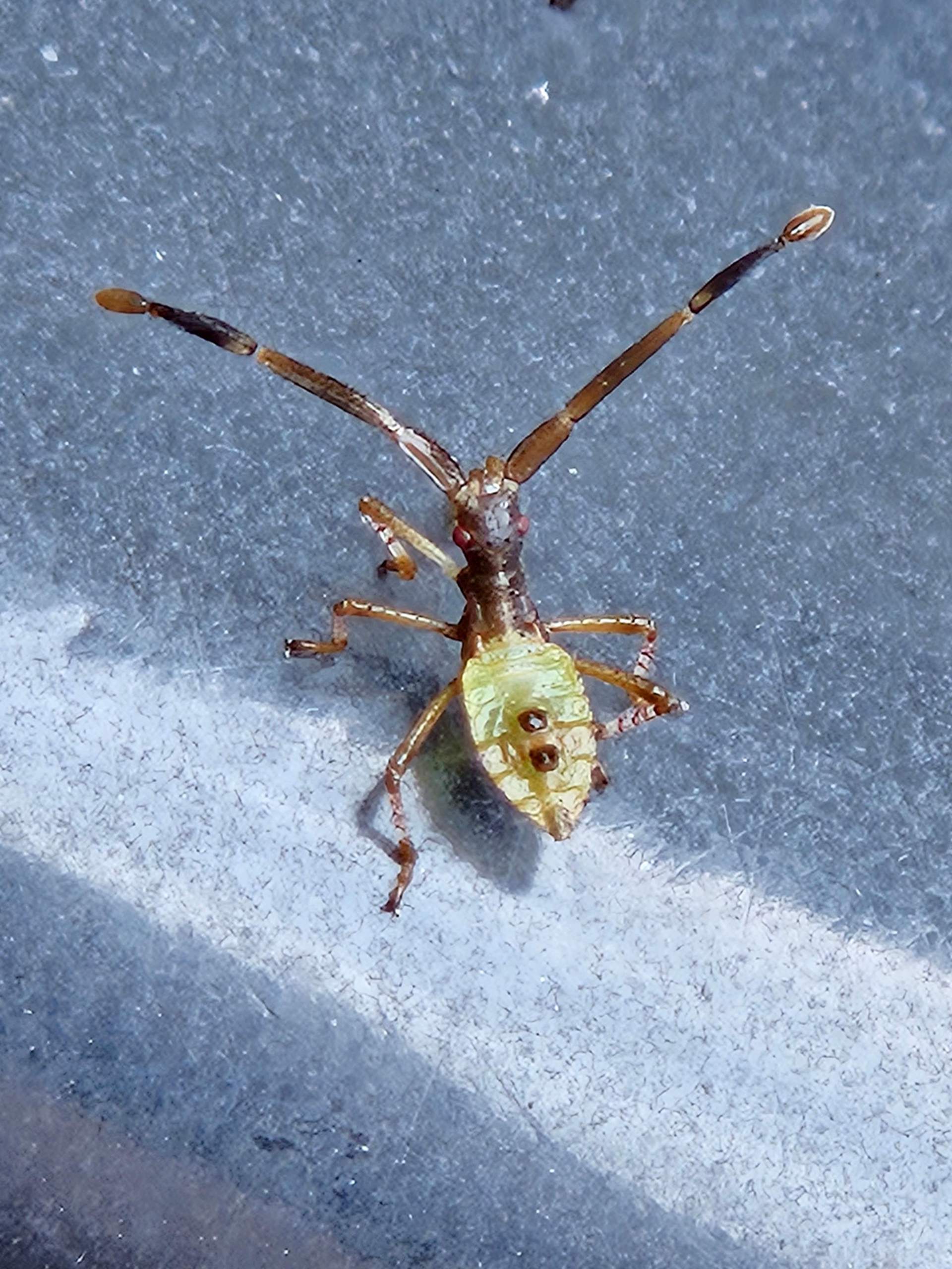 Was ist das für ein Käfer? (Natur und Umwelt, Käferart)