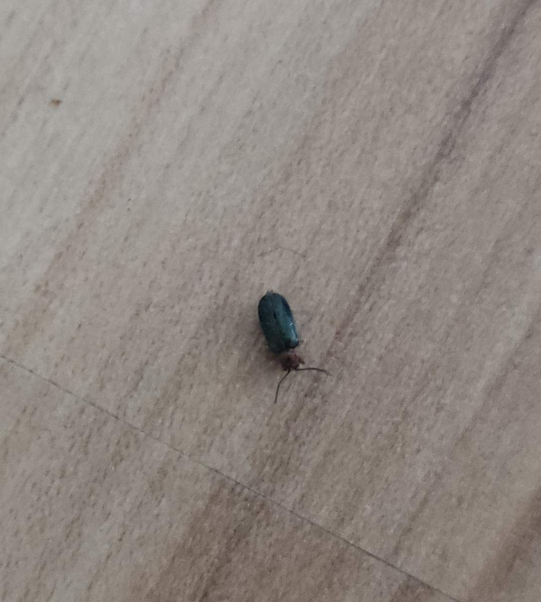 Was ist das für ein Käfer? (Insekten, Schädlinge, Ungeziefer)