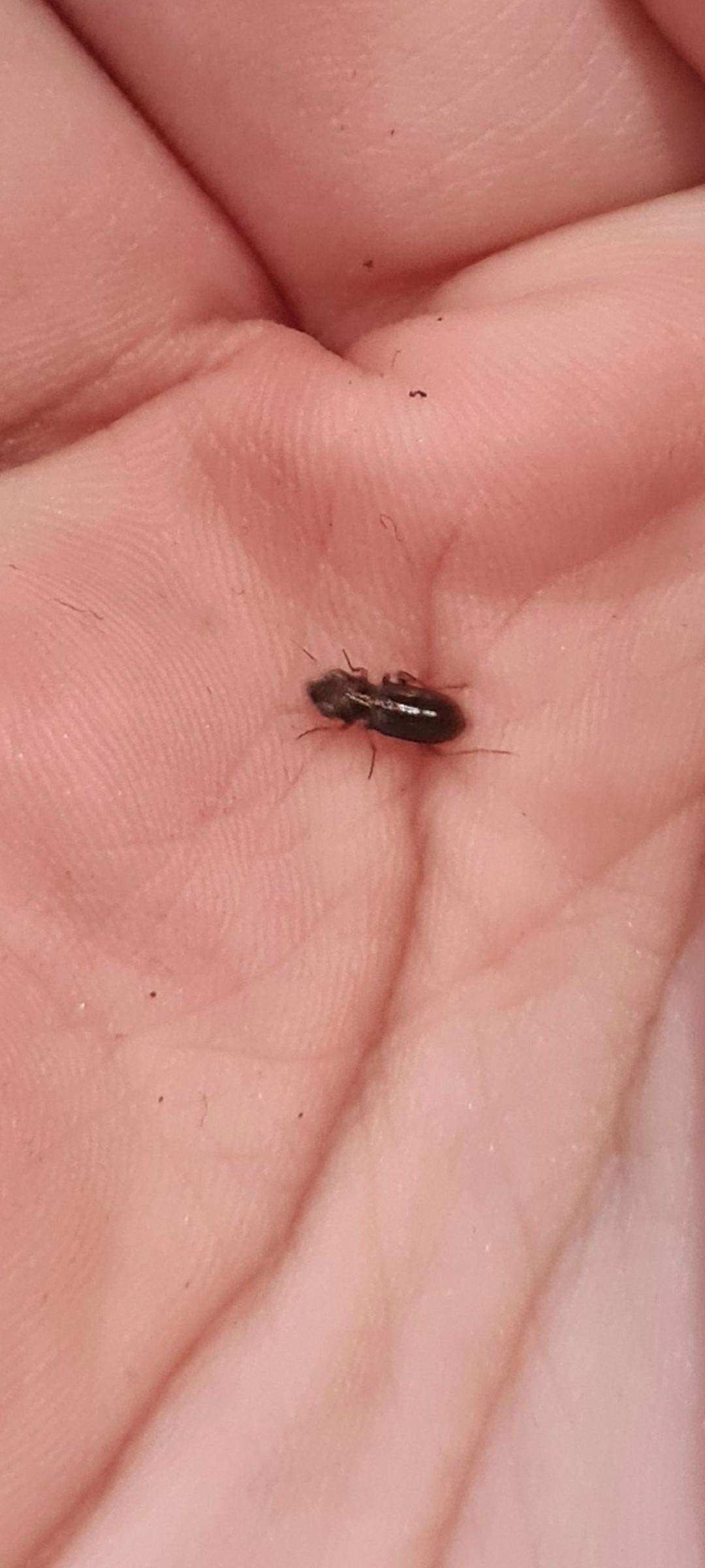 Was ist das für ein käfer? (Insekten, Insektenbestimmung, Käferart)
