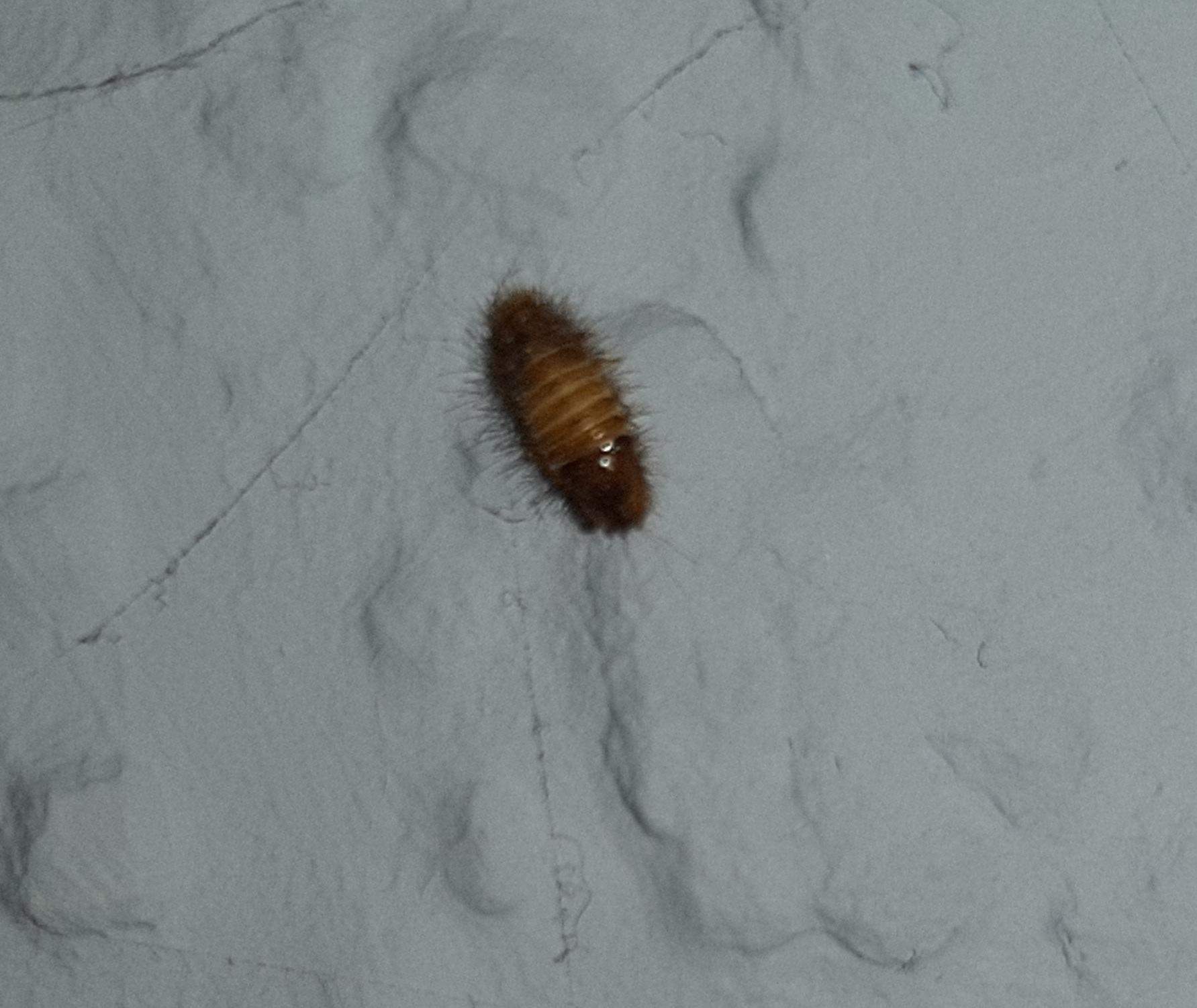 Was ist das für ein Käfer an der Wand? (Ungeziefer)