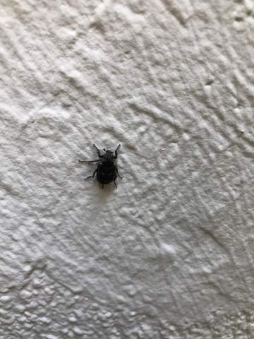 Was ist das für ein Käfer auf meinem Balkon?