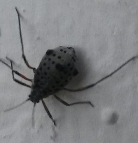 Käfer an der Hauswand - (Insekten, Käfer)