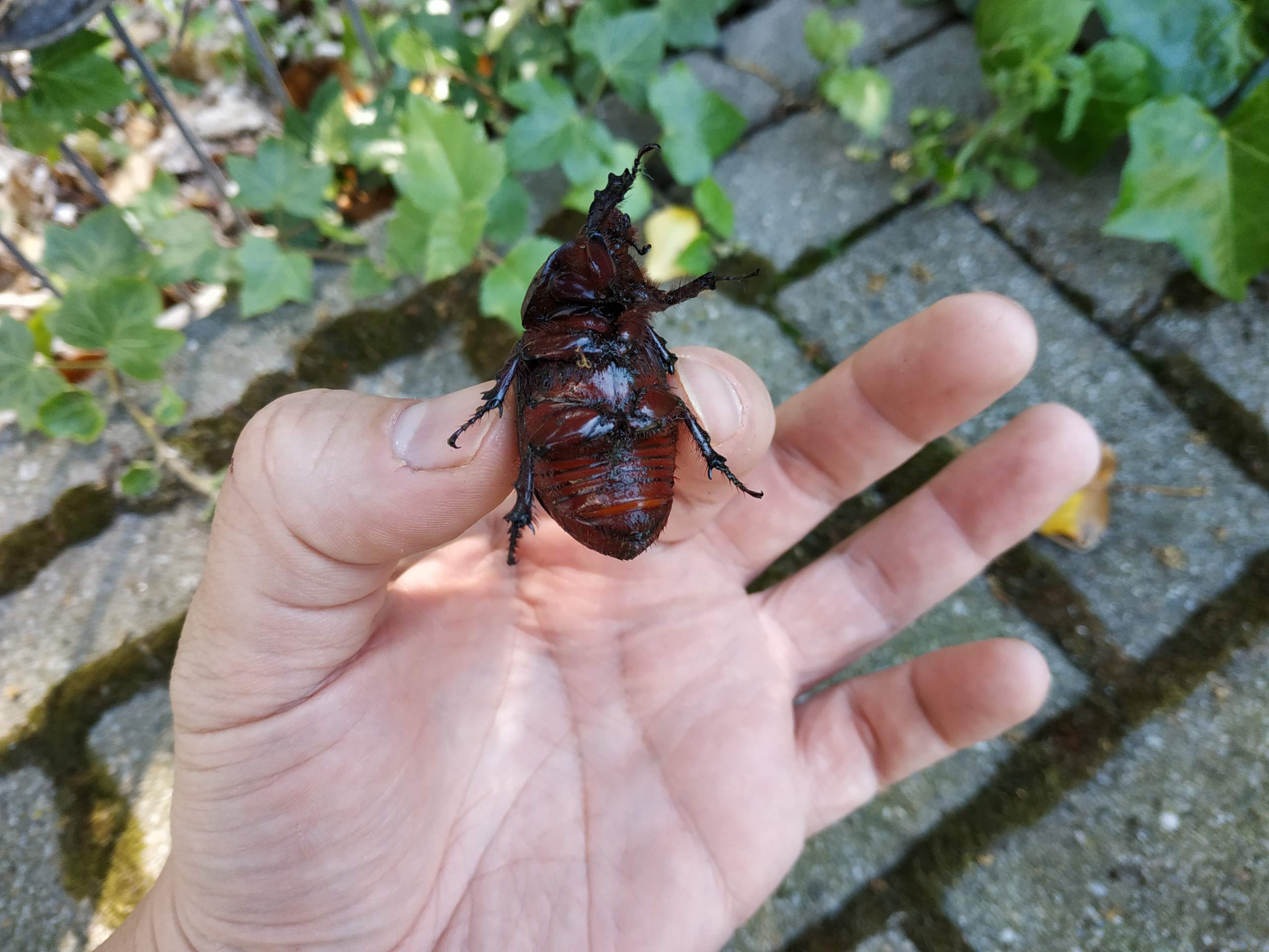 59+ Großer Brauner Käfer Im Teich, Die folgenden käfer &amp; insekten