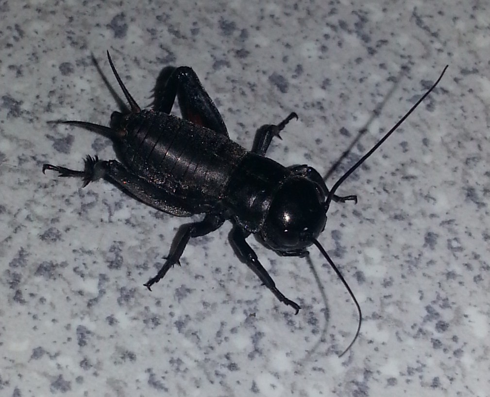 Was ist das für ein Käfer, den ich in meinem Keller habe ...