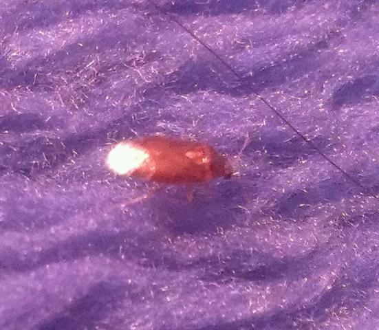 Was ist das für ein Käfer? Der war eben auf meiner Bettdecke