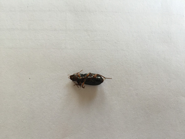 Käfer 2 - (Biologie, fliegen, Käfer)