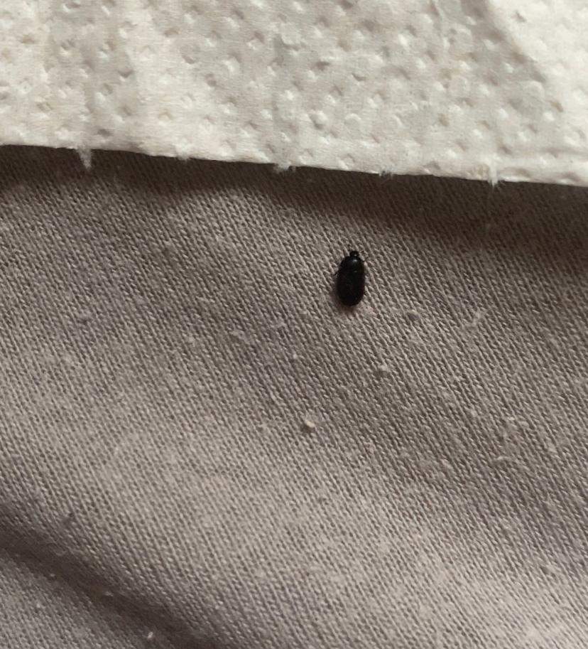 Käfer Im Bett