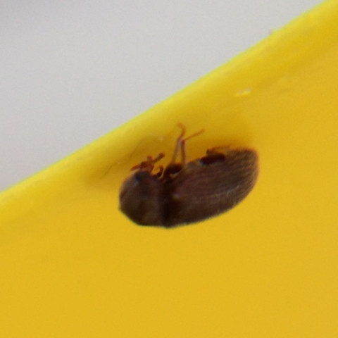 Macro Aufnahme der kleinen (2-3 Millimeter) ,braunen Käfer  - (Insekten, Tee, Käfer)