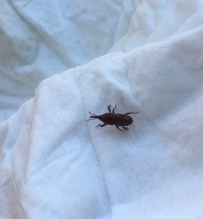 Was ist das für ein Käfer in unserer Wohnung?