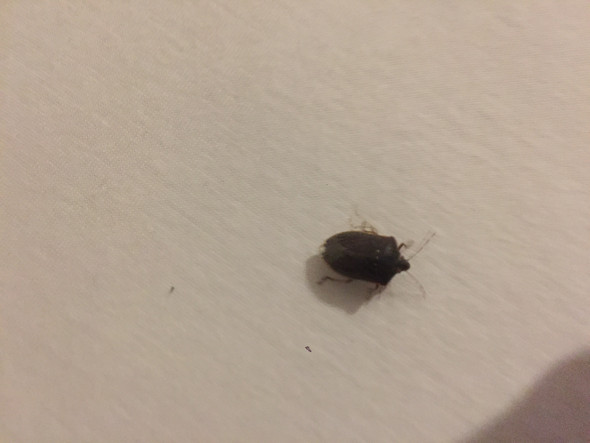 Was ist das für ein Käfer (käfer/wanze, Bett)? (Insekten ...