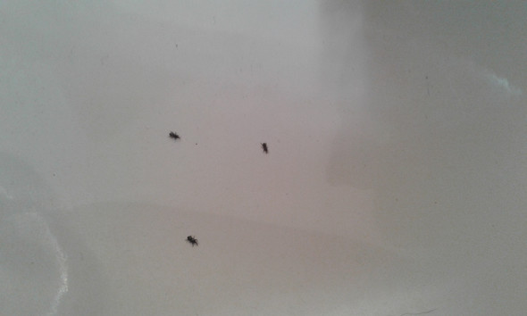 Die Käfer in der Badewanne - (Wohnung, Haus, wohnen)