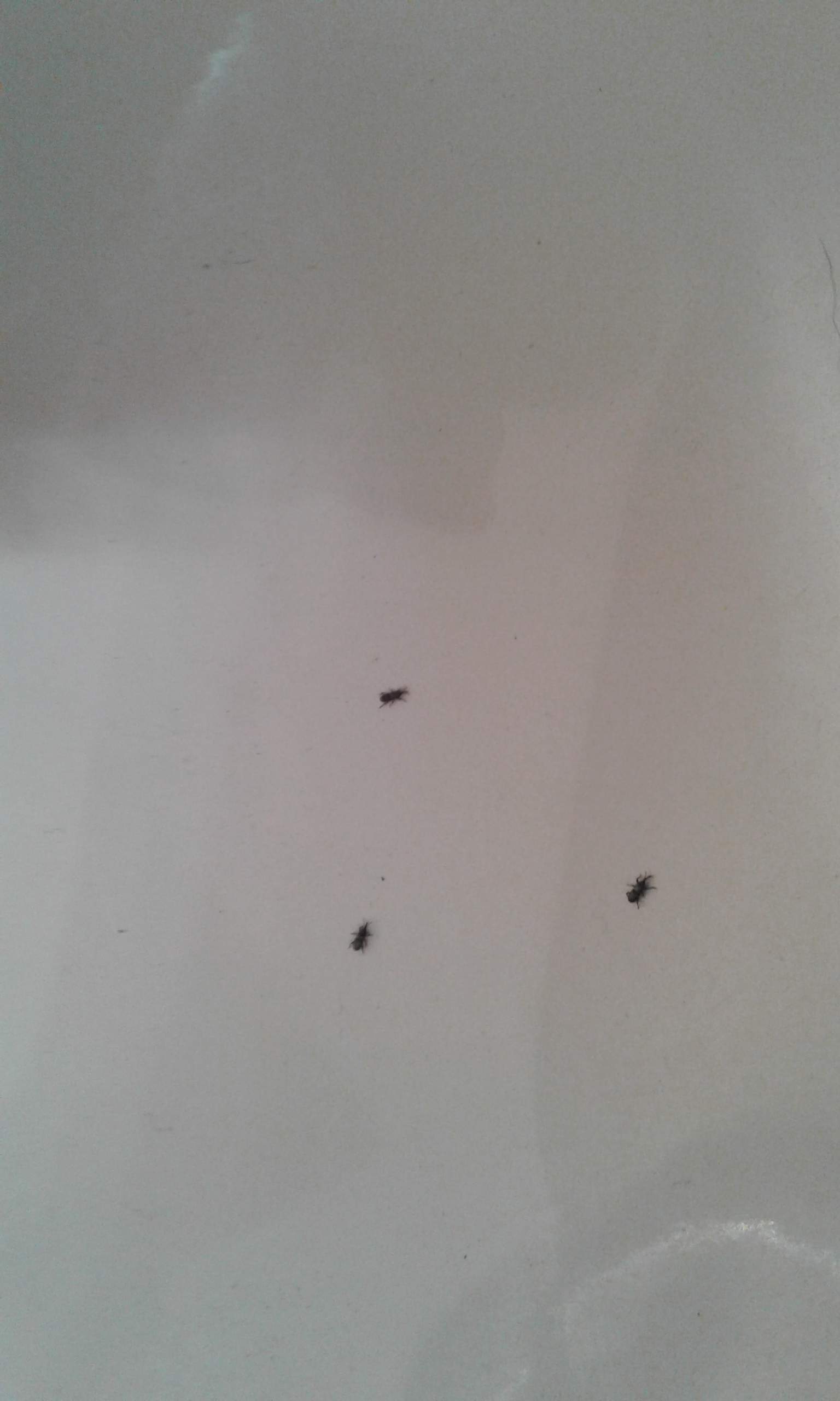 Was ist das für ein käfer? Sitzt im Bad überall? (Wohnung, Haus, wohnen)