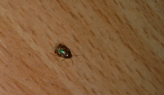 Was Ist Das Fur Ein Kafer Speckkafer Teppichkafer Oder Harmlos