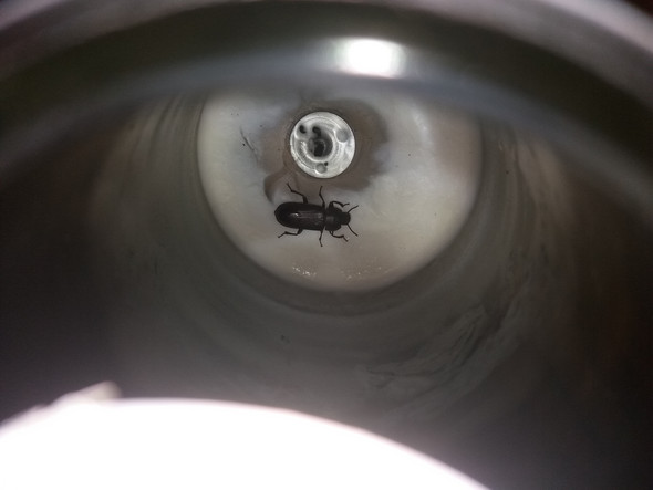 - (Haus, Insekten, Käfer)