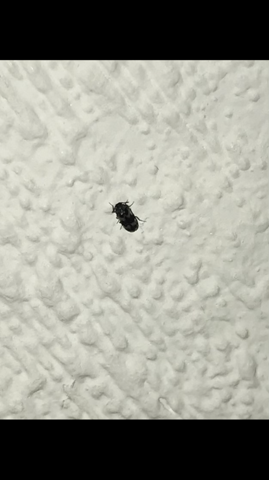Was ist das für ein Käfer und wie werd ich den los?