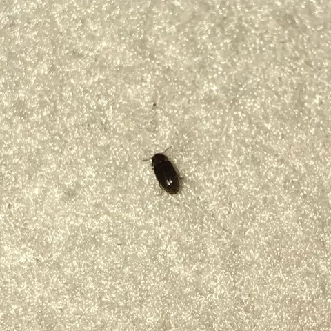 Kleine schwarze käfer im schlafzimmer