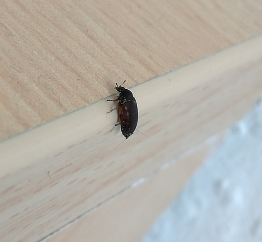 was ist das für ein Käfer (wohnung)?