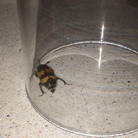 Käfer im Glas - (Tiere, Garten, Kaefer)