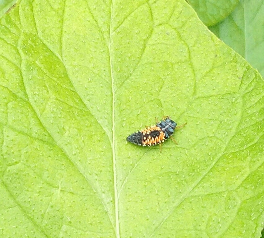 Käfer - (Natur, Käfer)