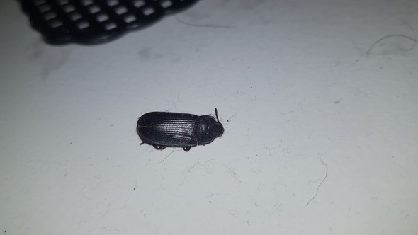 Was ist das für ein Käfer|Ungeziefer (mit Bilder)?