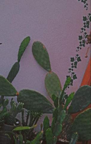 Was ist das für ein kaktus?