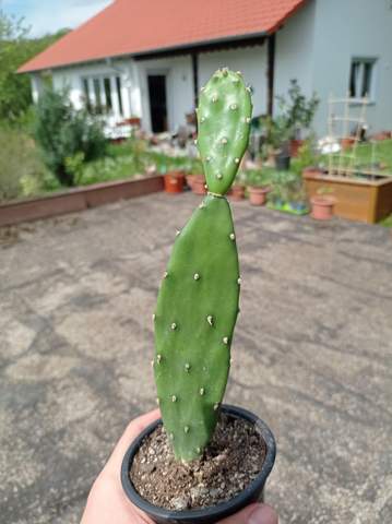 Was ist das für ein Kaktus?