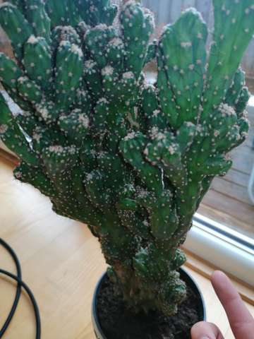 Was ist das für ein Kaktus und warum blüht er nie? (Gartenarbeit