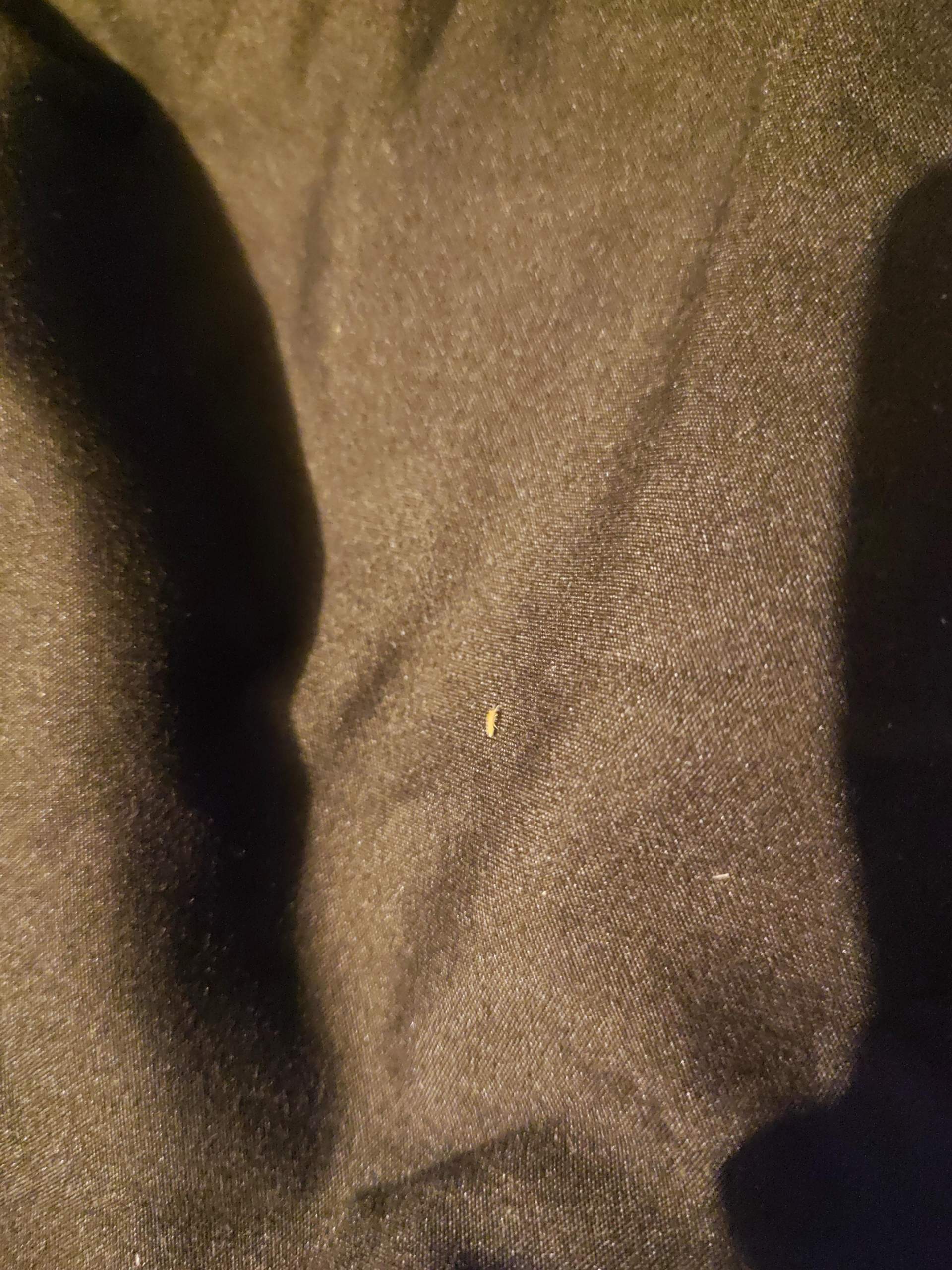 Was ist das für ein kleiner, gelblicher, hoch springender, langer Käfer ...
