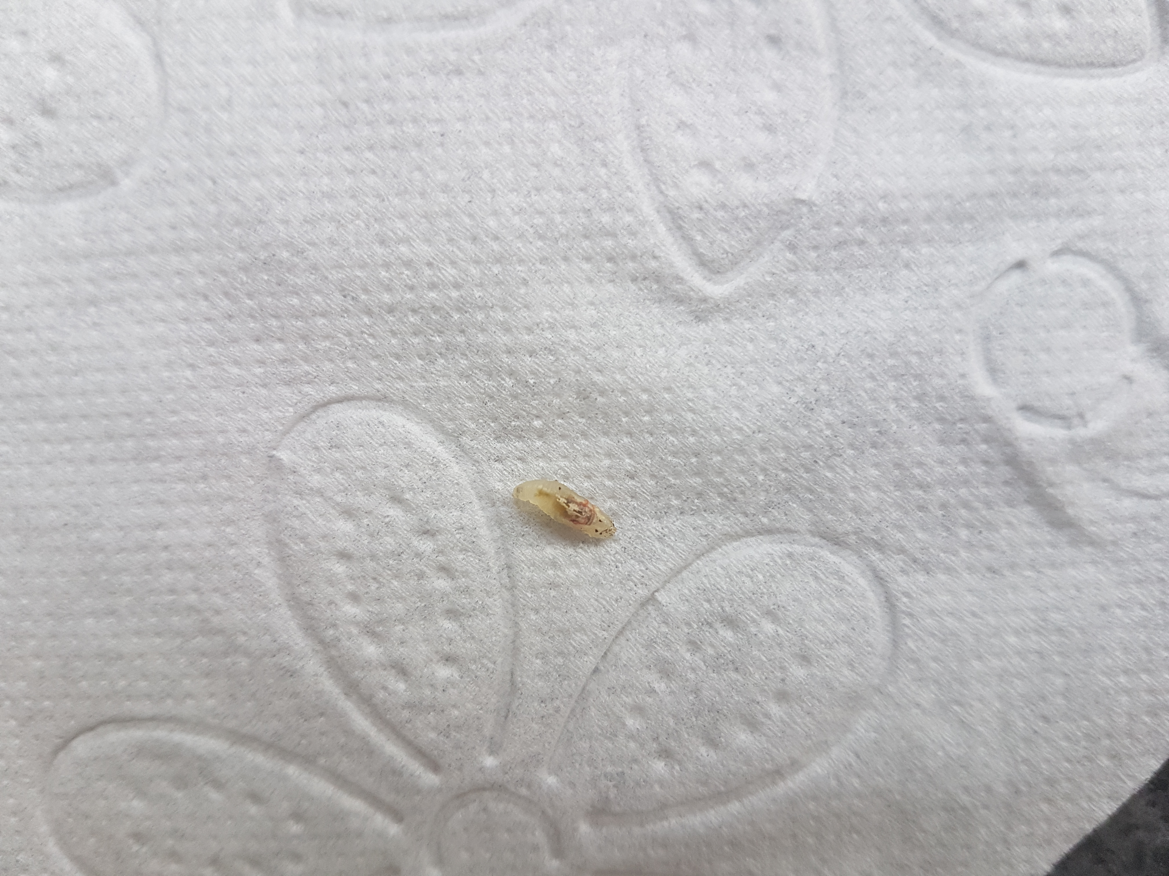 Was ist das für ein kleiner Wurm im Bad? (Insekten, Würmer ...