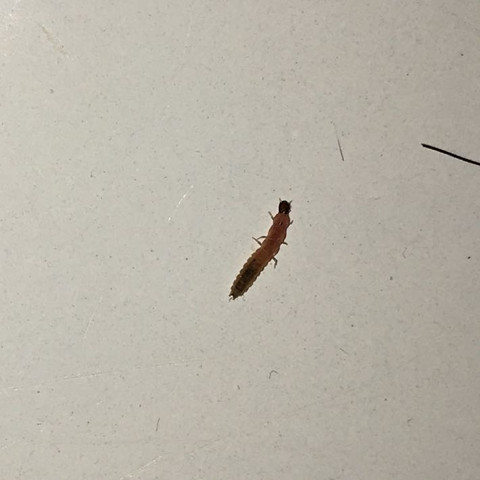 Was Ist Das Fur Ein Kleines Tier In Badewanne Biologie Insekten Bestimmung