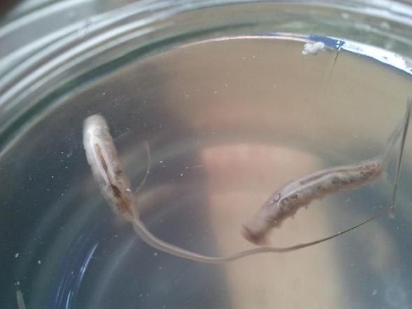 Was Ist Das Fur Ein Kleines Weisses Raupenahnliches Tier Tiere Biologie Wasser