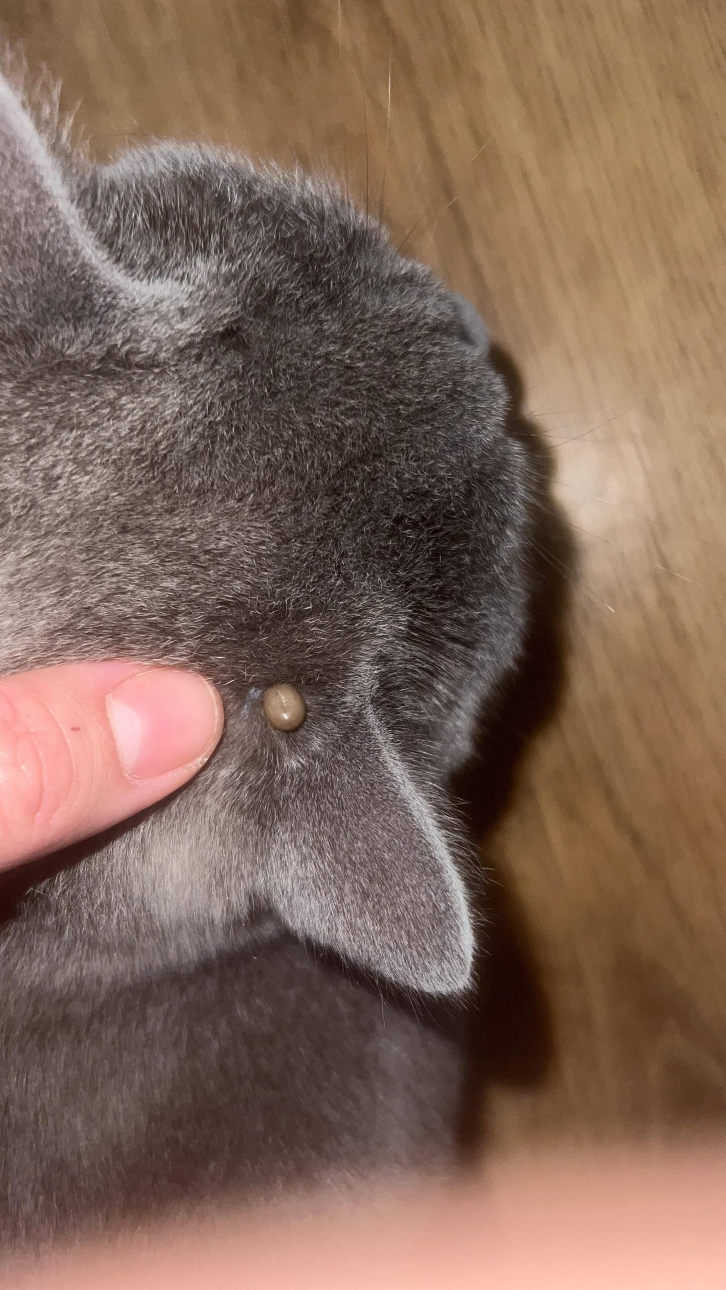 Was ist das für ein Knubbel (Katze)? (Medizin, Tierarzt, Tiermedizin)