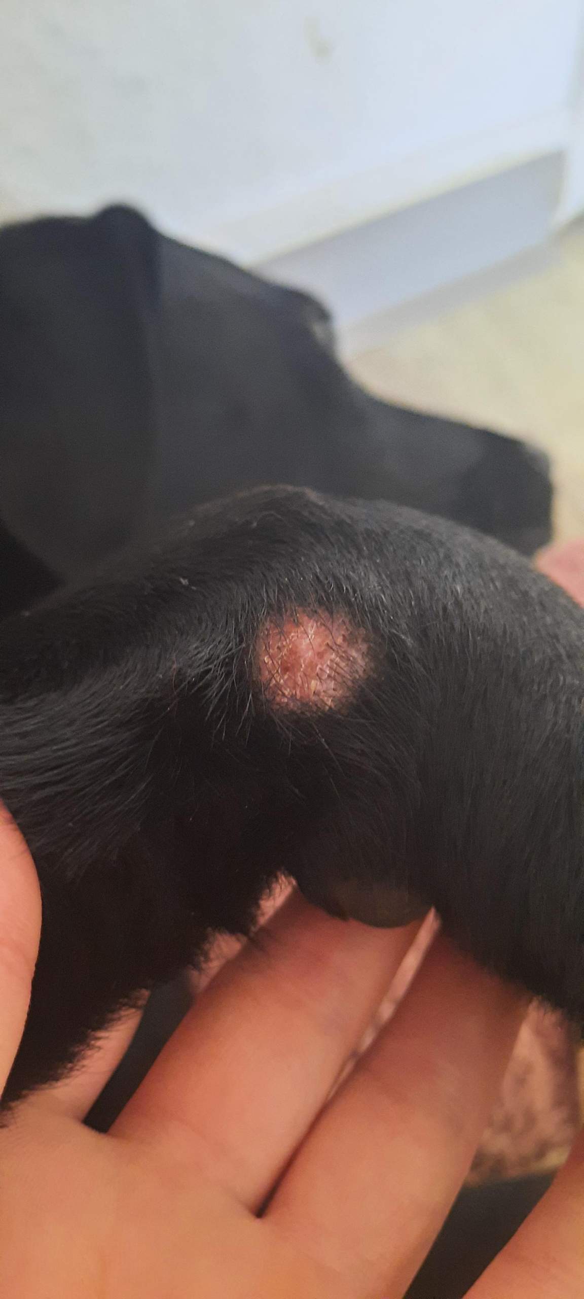 Was ist das für ein knubbel unter der Haut bei Hund? (Tierarzt)