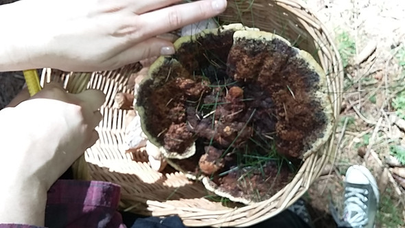 Bild 1 - (Pilze, sammeln)