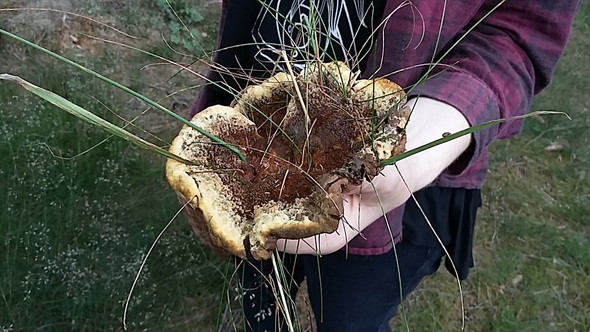 Bild 2 - (Pilze, sammeln)