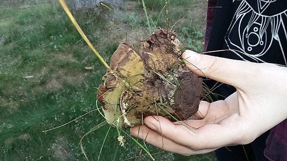 Bild 3 - (Pilze, sammeln)