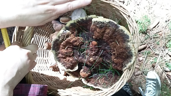 Bild 4 - (Pilze, sammeln)