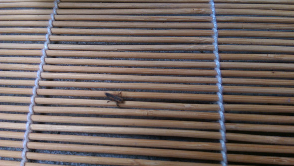 komisches Spinnentier - (Insekten, Balkon, Marienkäfer)