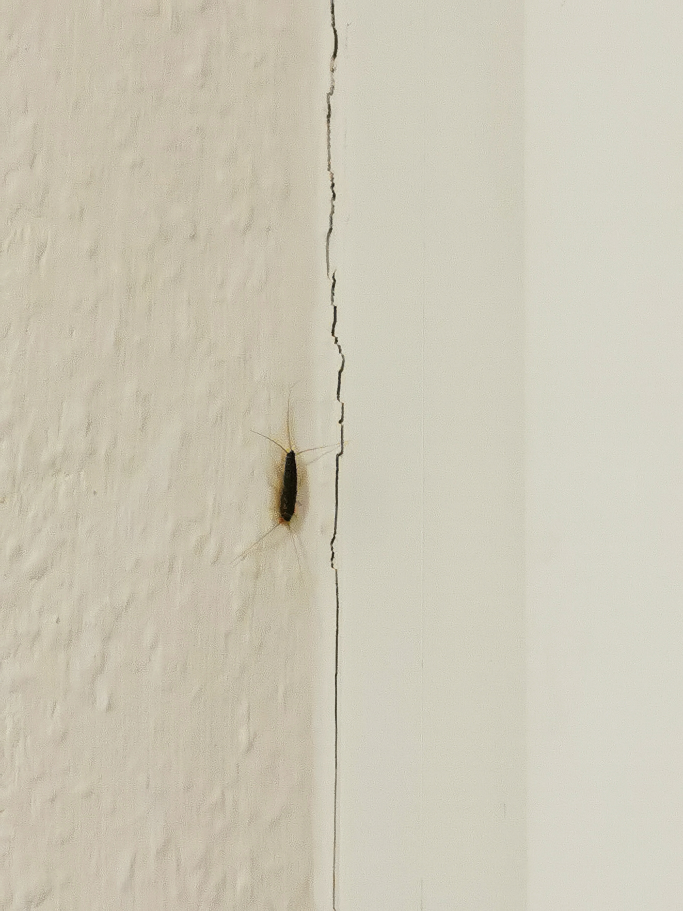 Was ist das für ein Krabbeltier in meiner Wohnung? (Ungeziefer, Krabbeltiere)