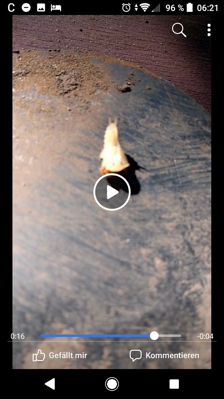 Was ist das für ein Larve? (Insekten, Larven bestimmen)