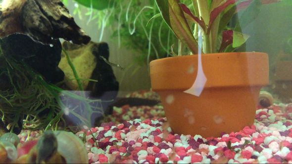 Was ist das längliche Ding? - (Biologie, Aquarium, Bio)