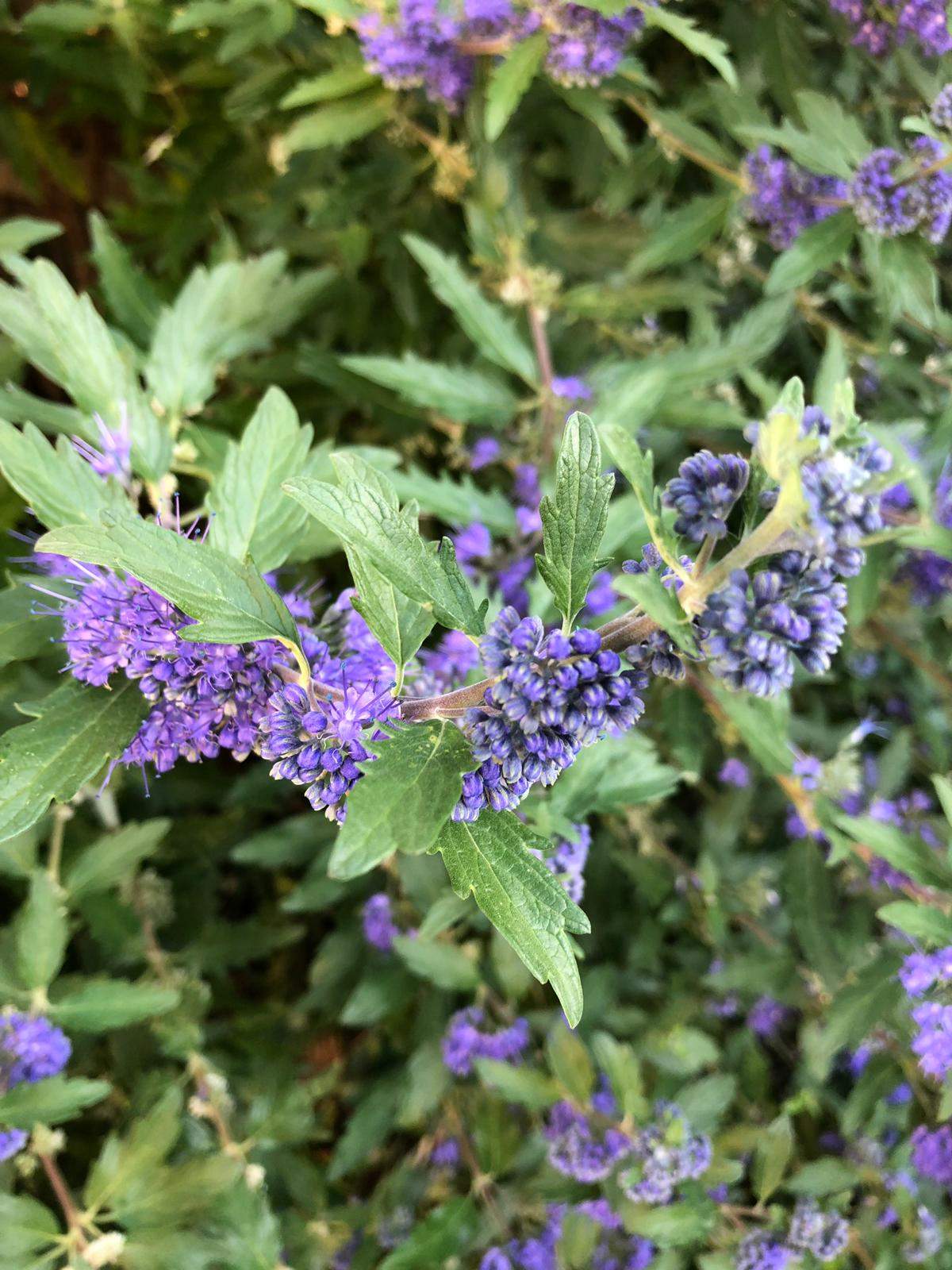 Was ist das für ein lila blühender Busch? (Pflanzen, Garten)