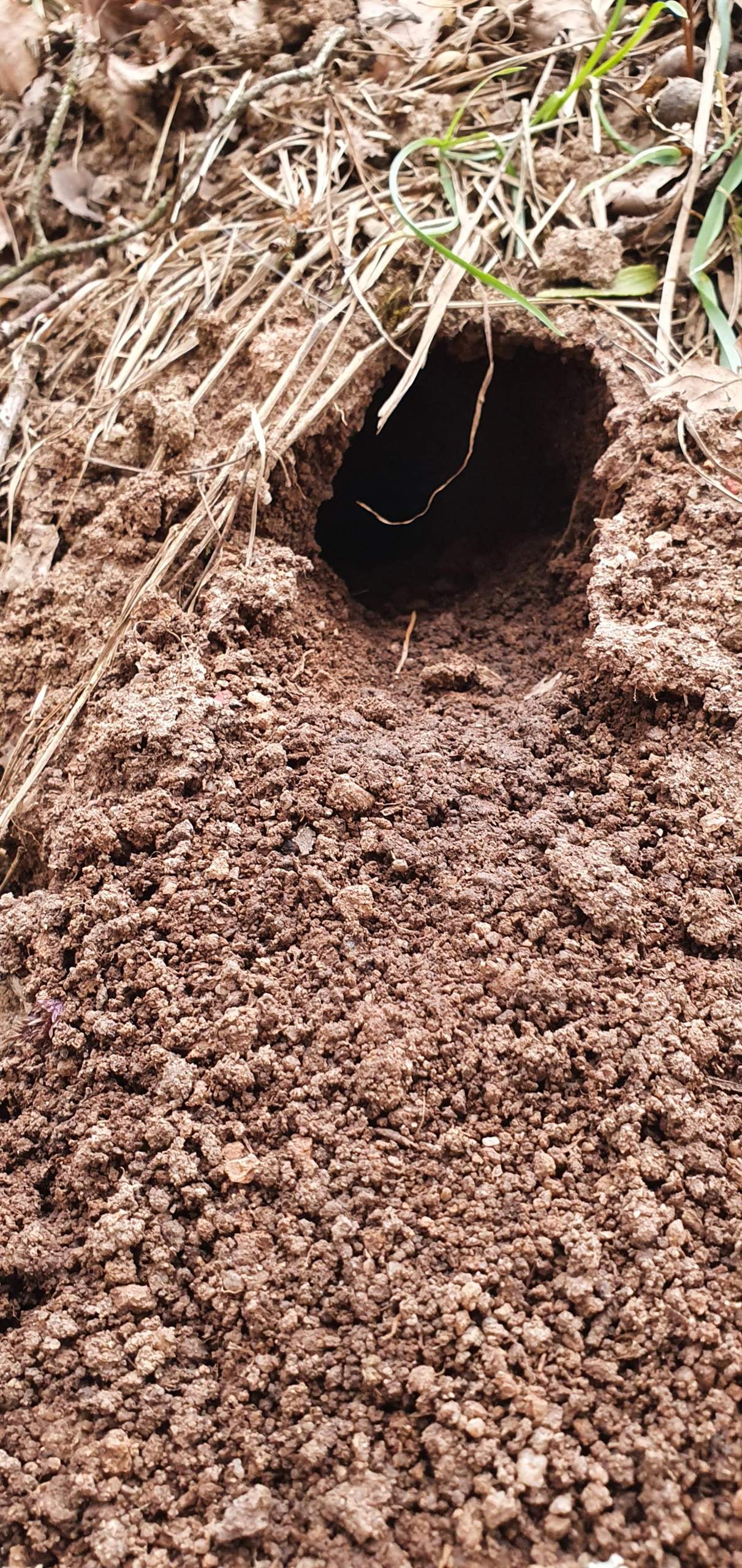 Was ist das für ein Loch? (Tiere, Garten, Kaninchen)