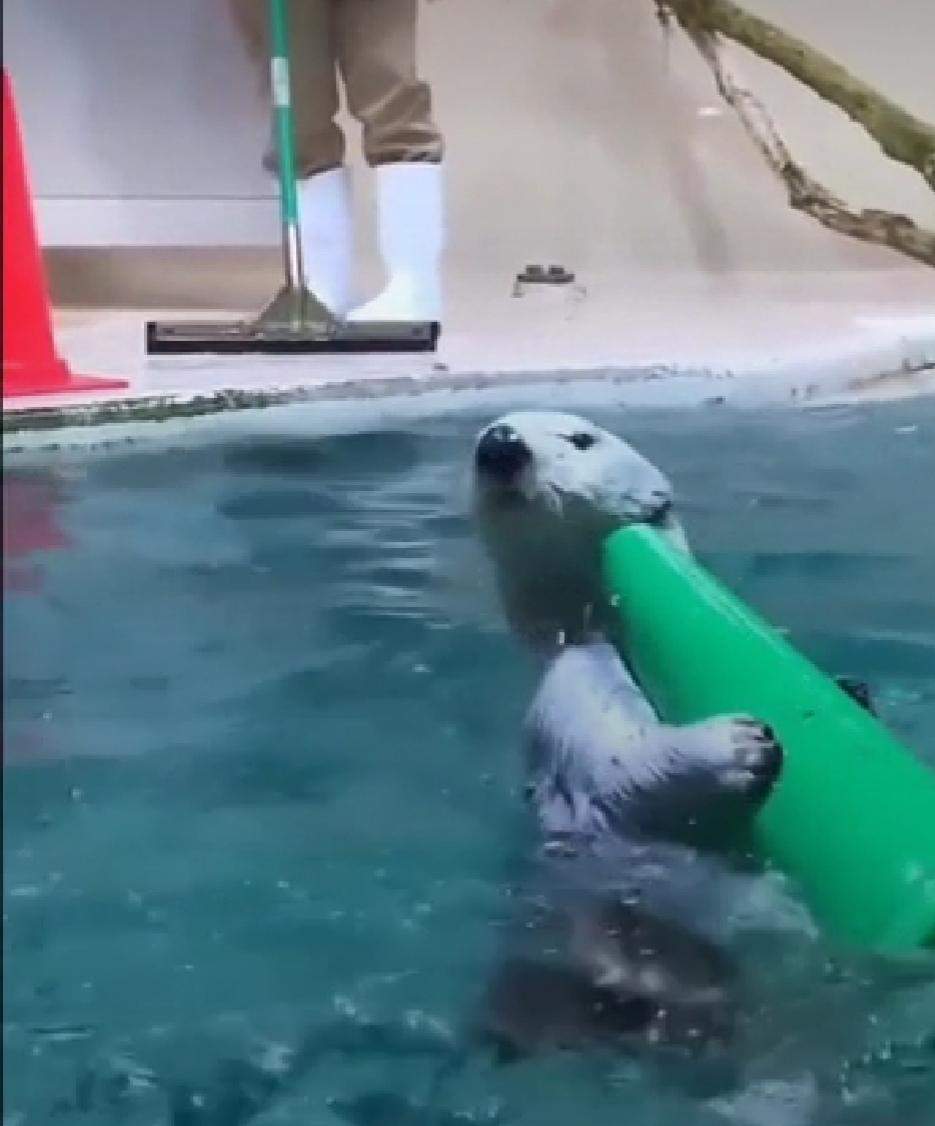 Was ist das für ein meerestier, wisst ihr das? (Tiere, Ozean)